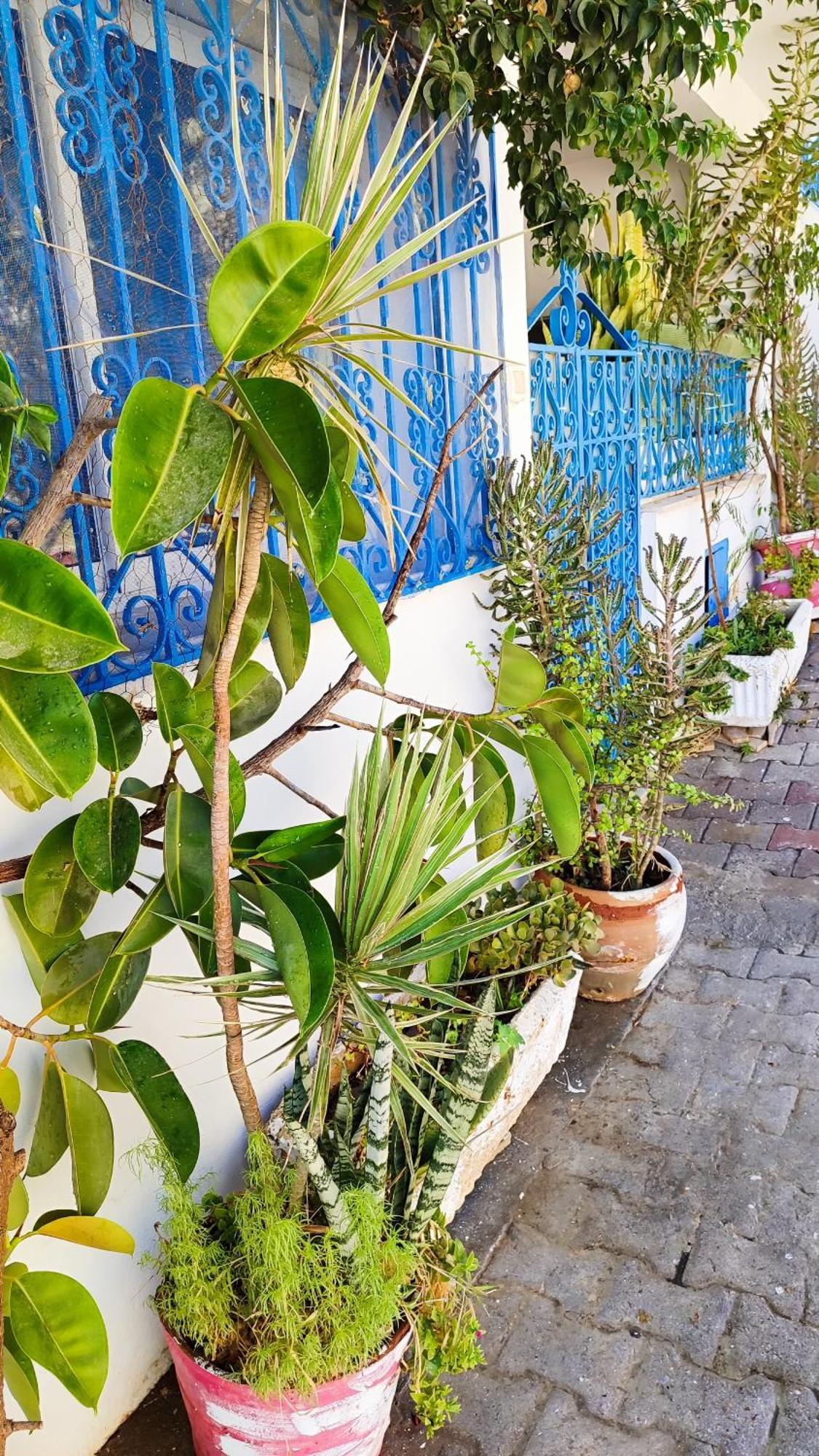 Cosy Appartement In "Sidi Bou Said" Esterno foto